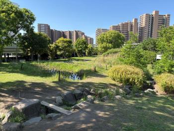 明海の丘公園③ビオトープ_164