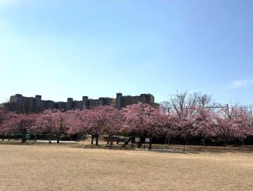 20260302高洲中央公園_河津桜1_64