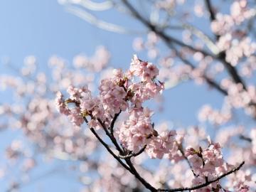 20260302高洲中央公園_河津桜3_60