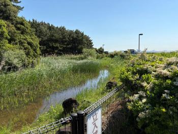 総合公園⑤ビオトープ_204