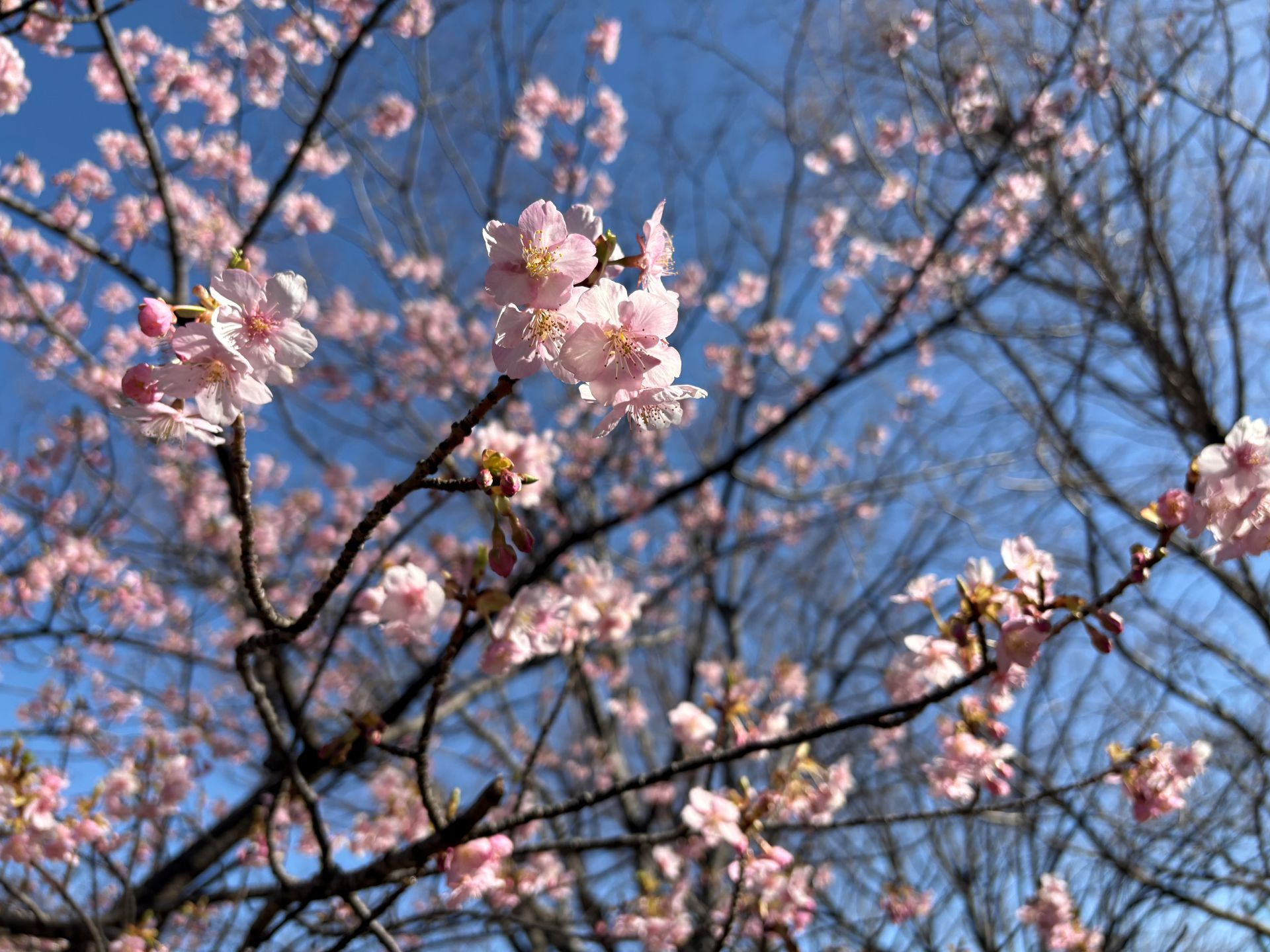 桜1